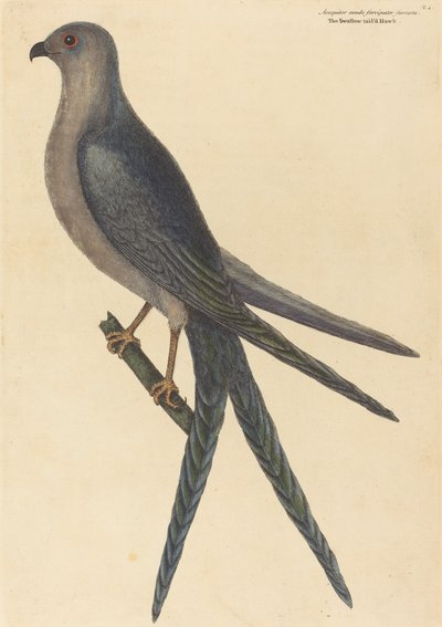 The Swallow Tail Hawk Falco furcatus ، نُشر عام 1754. بواسطة مارك كاتيسبي