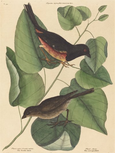 The Towhe Bird Fringilla erythrophthalma ، نُشر عام 1754. بواسطة مارك كاتيسبي