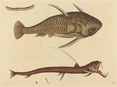 فم الأفعى (كاتافراكتوس Silurus) بواسطة مارك كاتيسبي