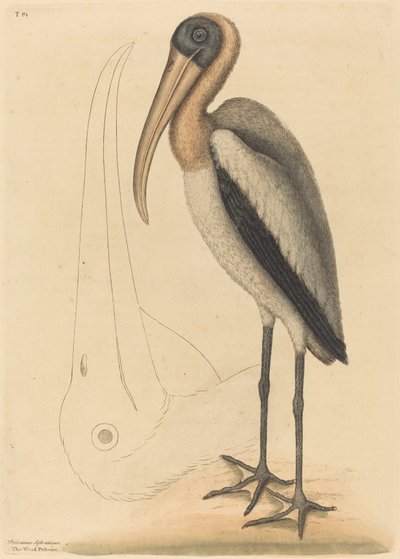 The Wood Pelican Tantalus Loculator ، تم نشره في 1731-1743. بواسطة مارك كاتيسبي