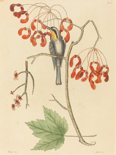 The Yellow Throated Creeper ، تم نشره عام 1754. بواسطة مارك كاتيسبي