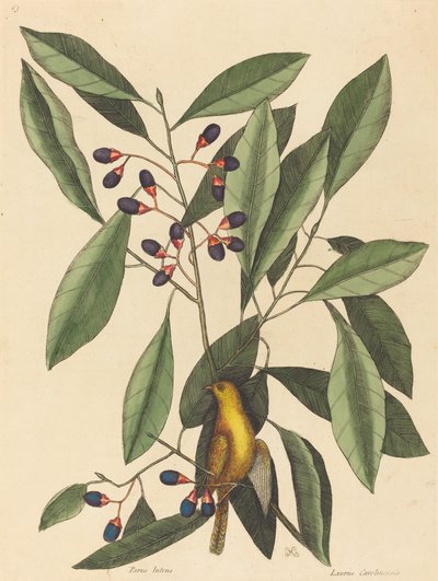 القرقف الأصفر (Motacilla trochilus) بواسطة مارك كاتيسبي