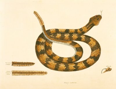 Viper Caudison Snake ، أفعى الجر ، لوحة 41 ، المجلد. 1 ، من "التاريخ الطبيعي لكارولينا وفلوريدا وجزر البهاما" بواسطة مارك كاتيسبي