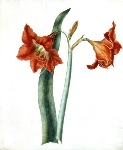 أماريليس ، ج .1790 بواسطة مارثا توثيل