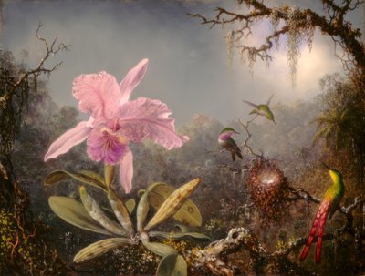 كاتليا أوركيد وثلاثة طيور طنان بواسطة Martin Johnson Heade