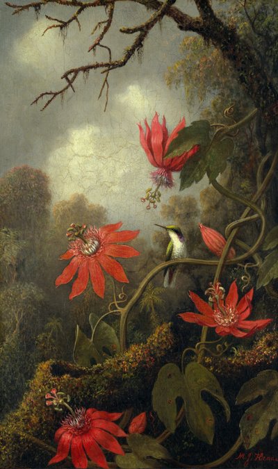 الطائر الطنان وزهور العاطفة ، 1875-1885 بواسطة Martin Johnson Heade
