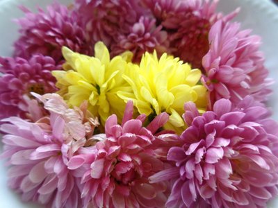 زهور الأقحوان بواسطة مارتينا كونيتزكي