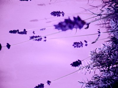 لافندر بواسطة مارتينا كونيتزكي