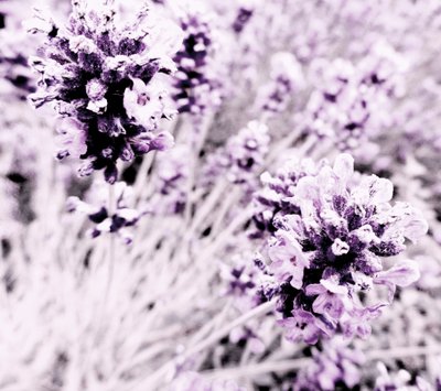 فضي لافندر بنفسجي بواسطة مارتينا كونيتزكي