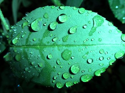 قطرات المطر بواسطة مارتينا كونيتزكي