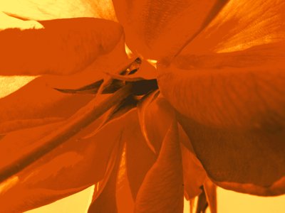 rosenblüte بواسطة مارتينا كونيتزكي