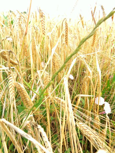 عرانيس الذرة بواسطة مارتينا كونيتزكي