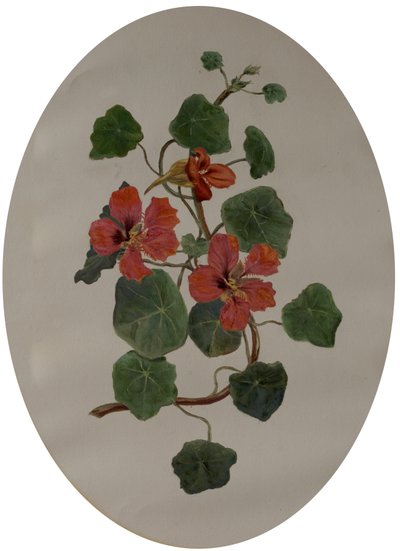 Nasturtiums ، حوالي 1870 (زيت على ورق) بواسطة ماري Dakeyne Townroe