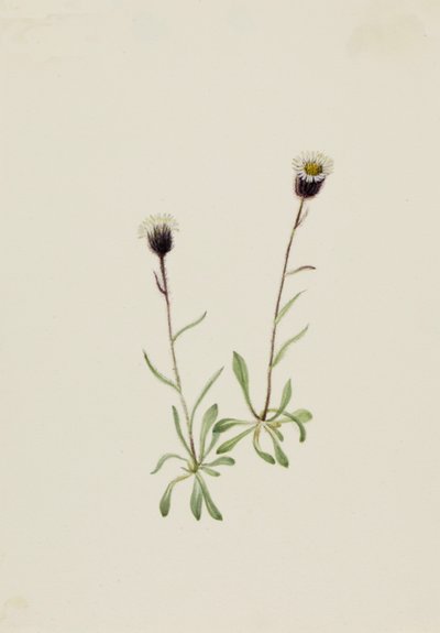 ألوتيان فليباني Erigeron unalaschensis ، nd بواسطة ماري فو والكوت