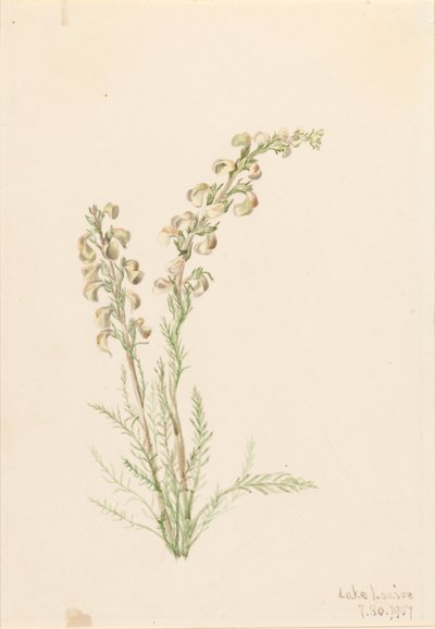 الحياة السرخسية في جبال الألب (Pedicularis contorta) بواسطة ماري فو والكوت