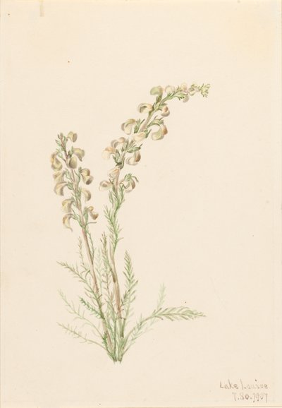 جبال الألب Fernlife Pedicularis contorta ، 1907. بواسطة ماري فو والكوت