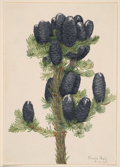 تنوب جبال الألب (Abies lasiocarpa) بواسطة ماري فو والكوت