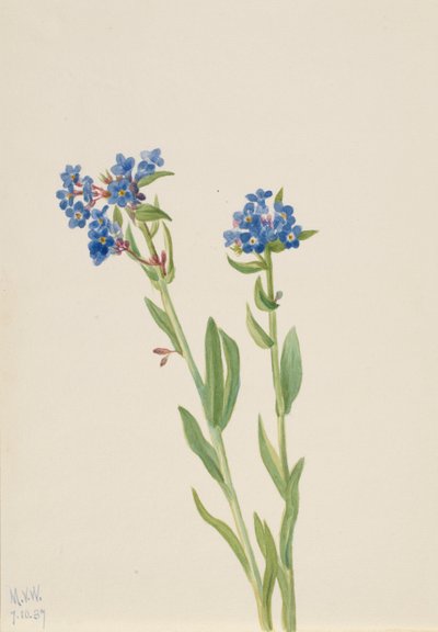 Alpine Forget-Me-Not Myosotis alpestris ، 1937. بواسطة ماري فو والكوت
