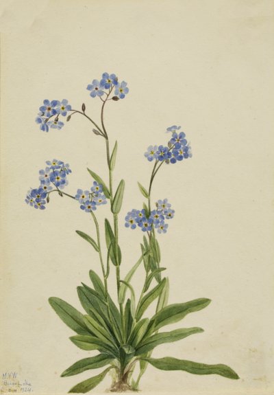 Alpine Forget-me-not Myosotis alpestris ، 1924. بواسطة ماري فو والكوت