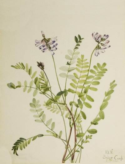 Alpine Milkvetch Astragalus alpinus ، 1921. بواسطة ماري فو والكوت