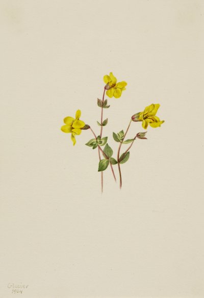 زهرة قرد جبال الألب Mimulus caespitosus ، 1904. بواسطة ماري فو والكوت