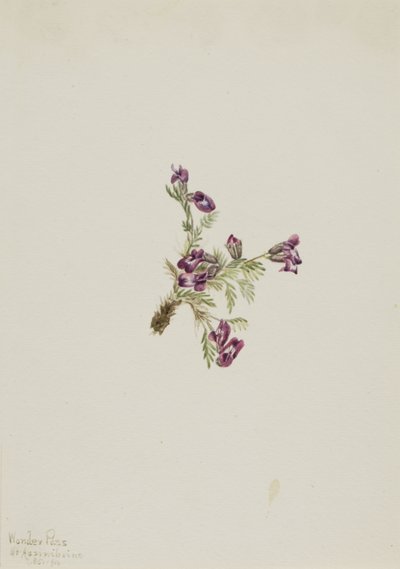 Alpine Pointvetch Oxytropis podocarpa ، 1916. بواسطة ماري فو والكوت