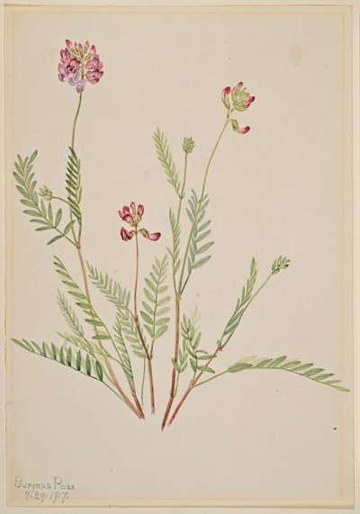 نبات الزنبق الألبي (Astragalus bourgovii) بواسطة ماري فو والكوت