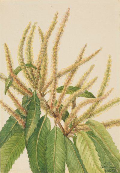 الكستناء الأمريكي Castanea dentata ، 1932. بواسطة ماري فو والكوت