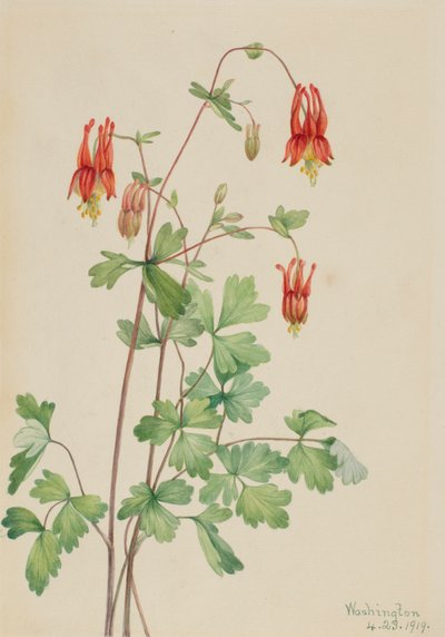 American Columbine Aquilegia canadensis ، 1919. بواسطة ماري فو والكوت