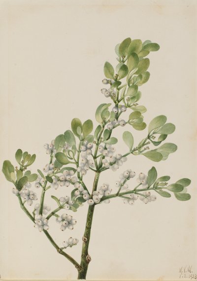 American Mistletoe Phoradendron flavescens ، 1923. بواسطة ماري فو والكوت