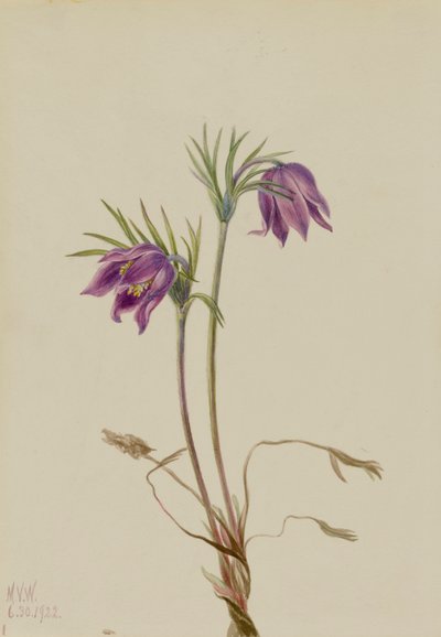 الزهرة الأمريكية Pulsatilla ludoviciana ، 1922. بواسطة ماري فو والكوت