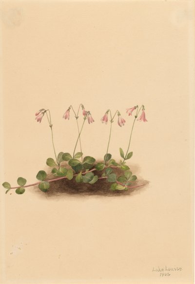 زهرة التوأم الأمريكية (Linnaea borealis borealis americana) بواسطة ماري فو والكوت