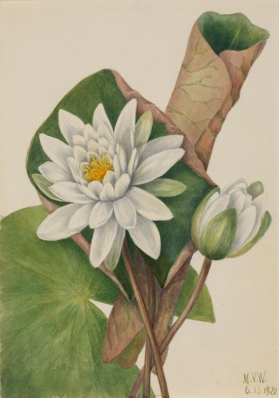 American Waterlily Castalia odorata ، 1920. بواسطة ماري فو والكوت