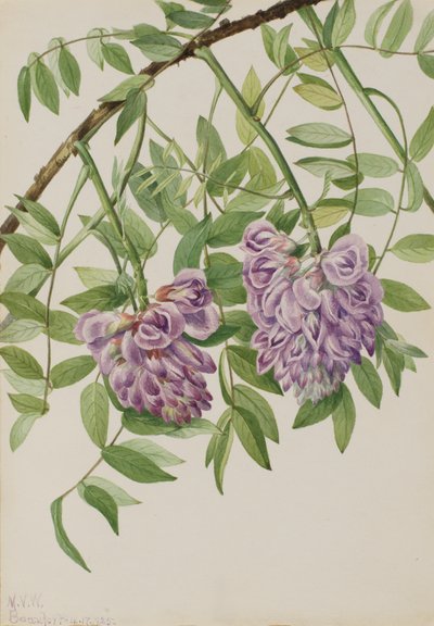 الوستارية الأمريكية Kraunhia frutescens ، 1925. بواسطة ماري فو والكوت