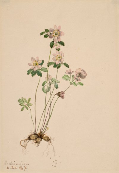 Anemonella Syndesmon thalictroides ، 1917. بواسطة ماري فو والكوت