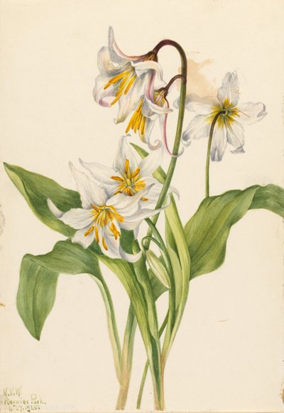 زنبق الانهيار الجليدي (Erythronium montanum) بواسطة ماري فو والكوت