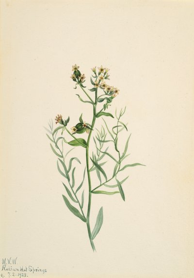 النذل Toadflax كوماندرا باليدا ، 1923. بواسطة ماري فو والكوت