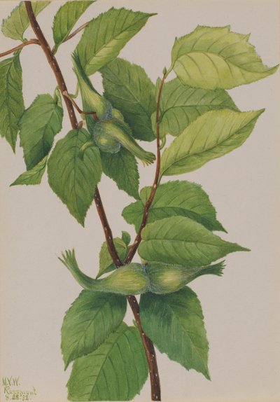 منقار البندق Corylus rostrata ، 1932. بواسطة ماري فو والكوت