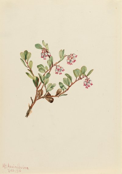 Bearberry Arctostaphylos uva-ursi ، 1916. بواسطة ماري فو والكوت