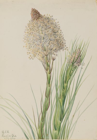 Beargrass Xerophyllum tenax ، 1924. بواسطة ماري فو والكوت