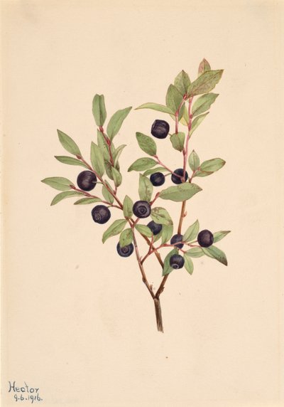 غشاء Whortleberry Vaccinium الهائل ، 1916. بواسطة ماري فو والكوت