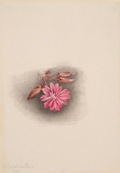 Bitterroot Lewisia redivivia ، 1915. بواسطة ماري فو والكوت