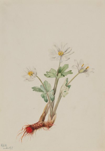 جذر الدم (Sanguinaria canadensis) بواسطة ماري فو والكوت