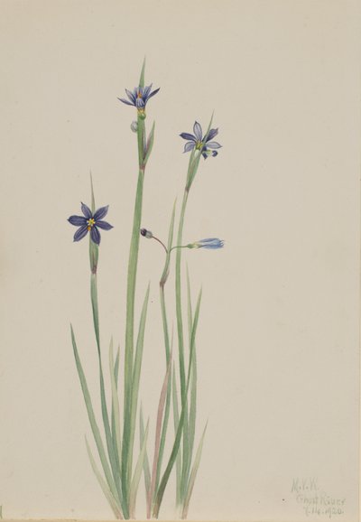 عشب العين الزرقاء Sisyrinchium angustifolium ، 1920. بواسطة ماري فو والكوت