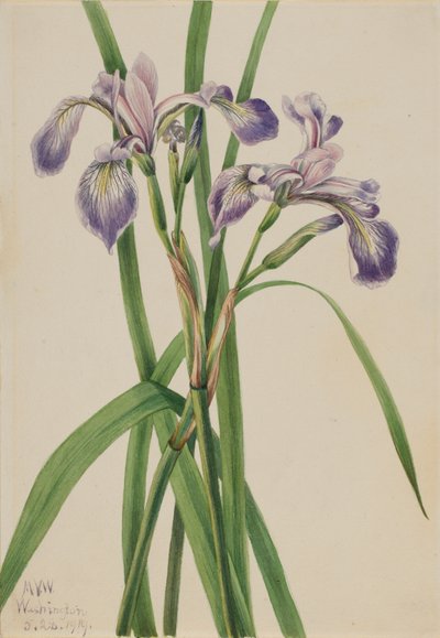 Blueflag Iris Iris versicolor ، 1919. بواسطة ماري فو والكوت