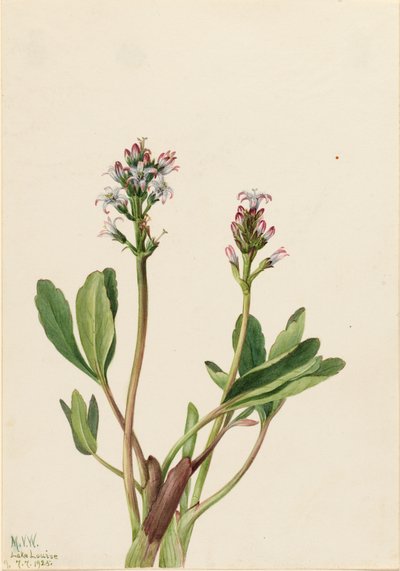 Bogbean Menyanthes trifoliata ، 1925. بواسطة ماري فو والكوت