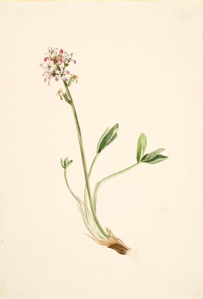 بوكبين Menyanthes trifoliata ، كاليفورنيا. 1900-1920. بواسطة ماري فو والكوت