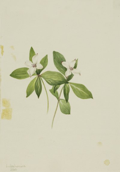Bunchberry Cornus canadensis ، 1902. بواسطة ماري فو والكوت