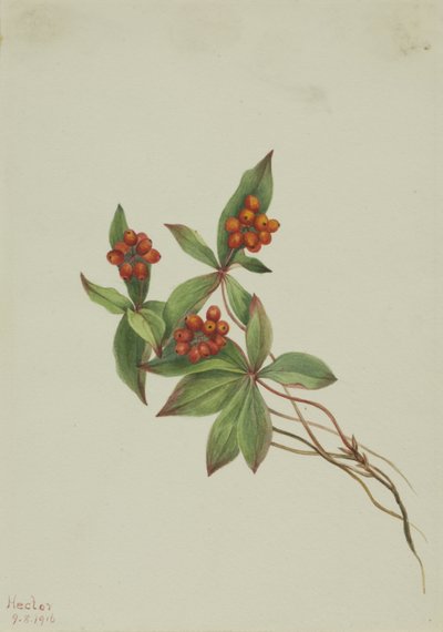 Bunchberry Cornus canadensis ، 1916. بواسطة ماري فو والكوت