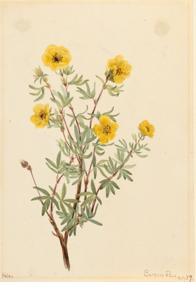 بوش Cinquefoil Potentilla fruticosa ، 1917. بواسطة ماري فو والكوت